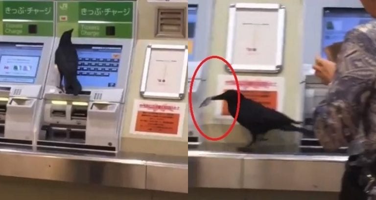 Crow In Japan Steals Credit Card From Passenger, Tries To Buy Train Ticket With It