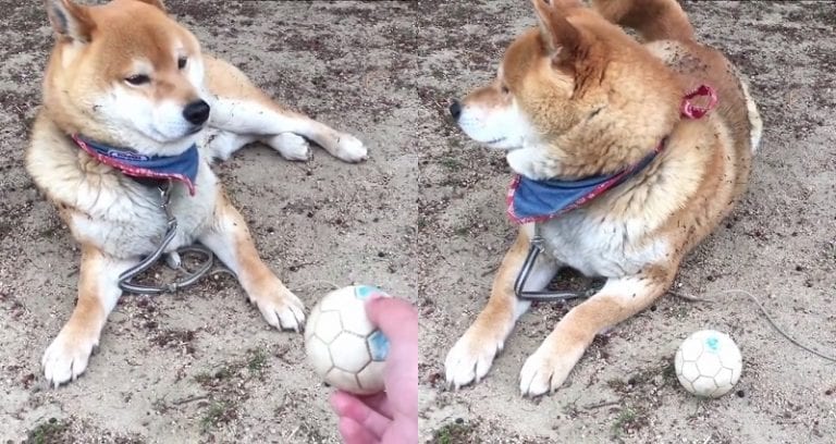 Sassy Shiba Inu Has a Ruff Day, Ignores Japanese Owner Asking to Play Fetch