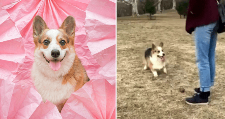Corgi Challenges Owner to Dance Off, Heckin Wins At Doin a Footwork