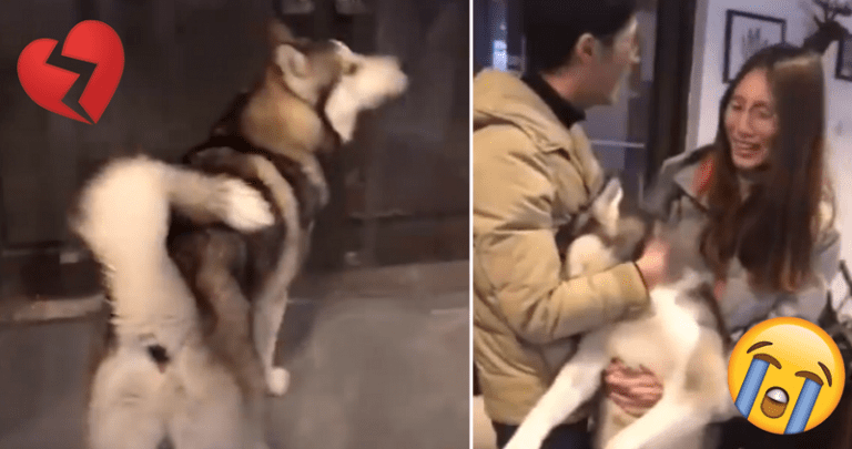 Husky Finds Dog of His Dreams, But His Parents Forbid Their Love