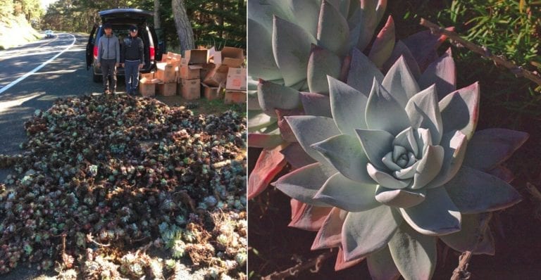 Asian Tourists Face 9 Years in Jail for ‘Poaching’ Succulents to Sell in Asia for $50 Each