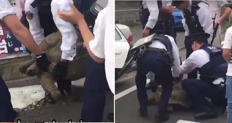 Tokyo Police Officers Struggle to ‘Arrest’ Runaway Giant Tortoise