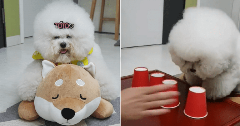 There’s No Hiding Treats From This Brilliant, Fluffy Dog in South Korea
