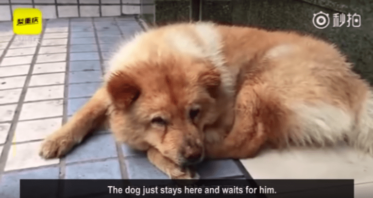 Loyal Dog in China Waits 12 Hours a Day For Owner to Return From Work