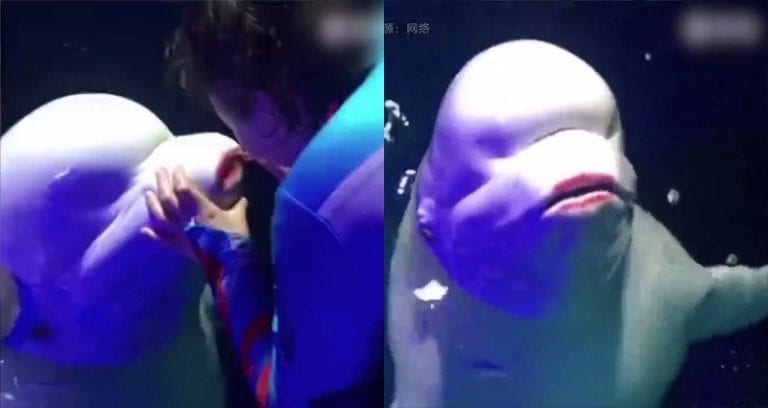 Chinese Aquarium Sparks Outrage After Trainer Puts Lipstick on a Beluga Whale