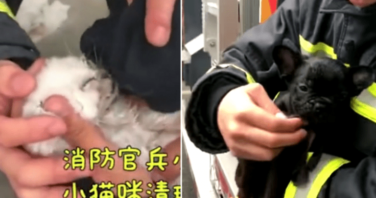 Firefighters Save 20 Dogs and Cats Saved from Massive Pet Shop Fire
