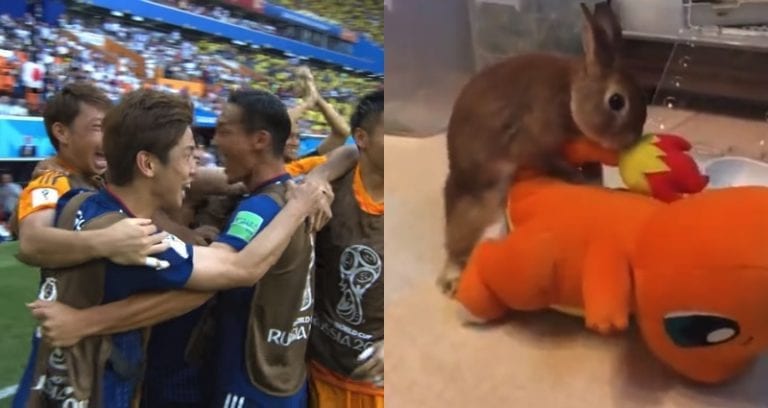 Rabbit Celebrates Japan’s World Cup Victory By Humping Charmander
