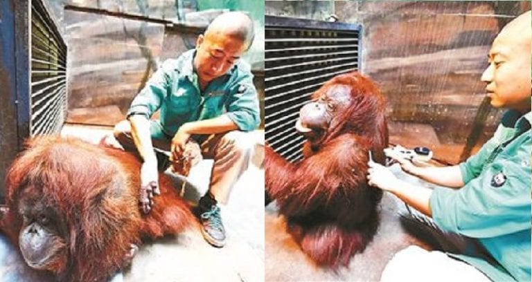 Beijing Zoo Helps Disabled Orangutan Walk Again Through Ancient Chinese Massages