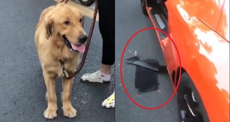Dog Owner Has to Pay $6,600 in Compensation to Lamborghini Driver Who Hit Her Dog