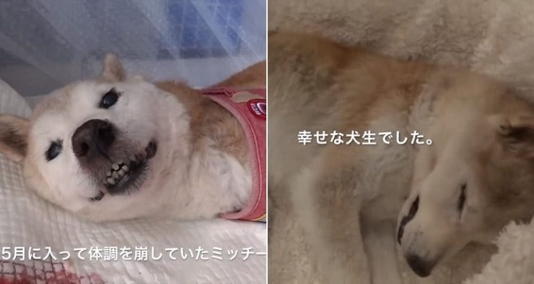 Elderly Shiba Inu Leaves Owner With Parting Gift Before Passing Away in Heartbreaking Video