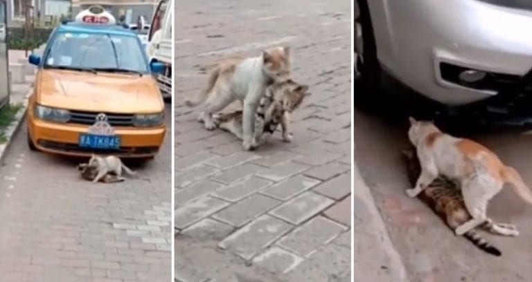 Heartbreaking Video Shows Cat Carrying His Lifeless Friend Back to Safety