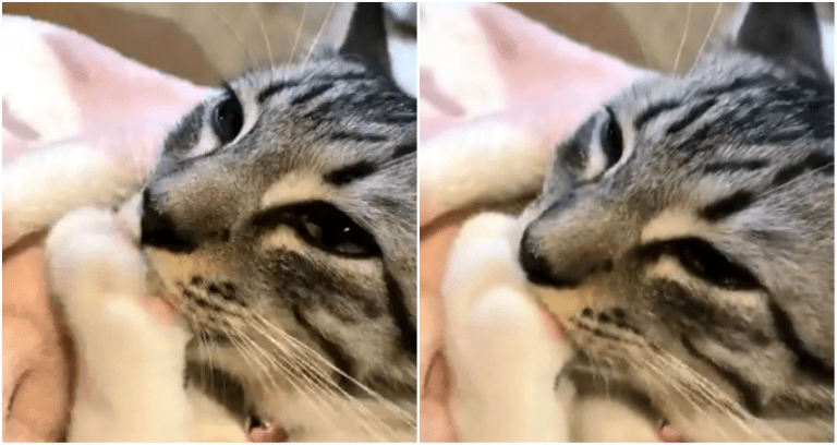 Cats Loudly Sucking Their Own Paws on Japanese Twitter is Just the Best