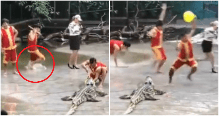 Crocodile Show in China Goes Hilariously Wrong, But Not the Way You Think