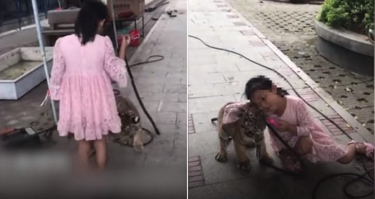 Zookeeper’s Daughter Takes Tiger Cub Out for Walks in China