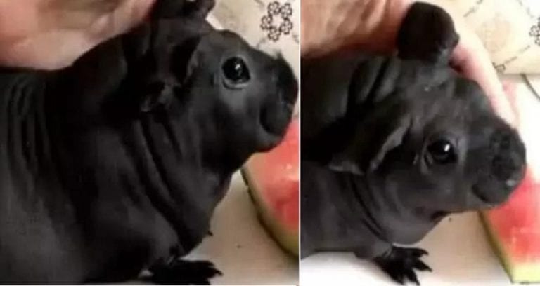 Man Purchases Cheap But Adorable ‘Puppy,’ Turns Out to Be a ‘Bamboo Rat’