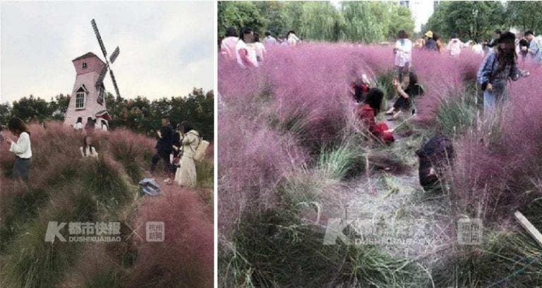 Tourists Destroy Pink Grass Field That Took Years to Cultivate for Selfies