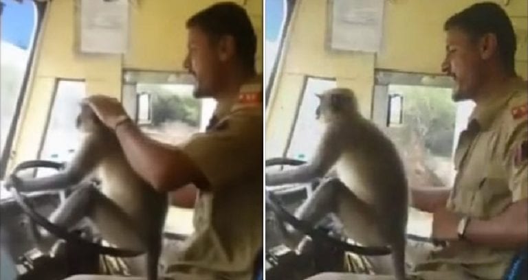 Bus Driver in India Suspended After Allowing Monkey to Drive His Bus
