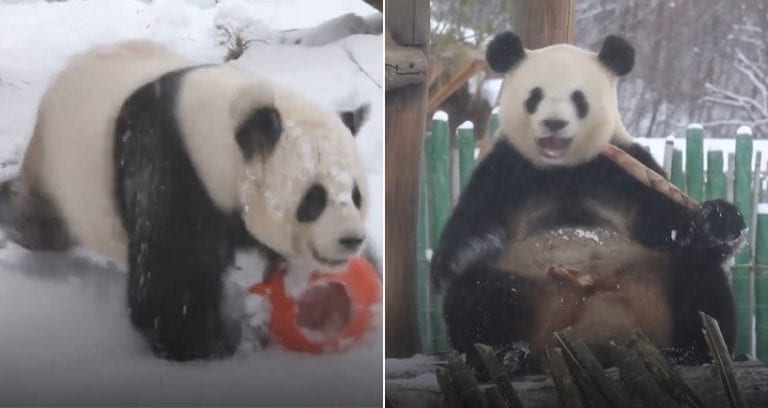Pandas Lose Their Minds After Seeing Snow for the First Time in Viral Video
