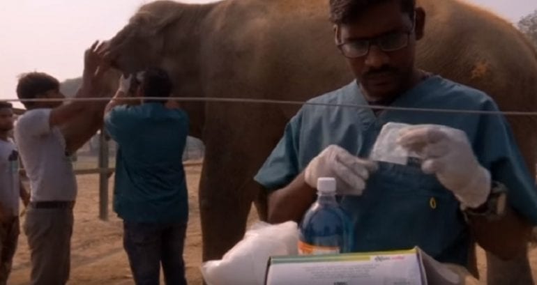 India’s First Elephant Hospital Opens And People Are In Love With It