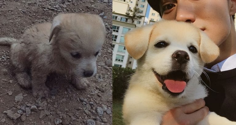 How a Rescued Puppy Became a South Korean Instagram Star
