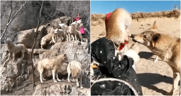 Meet China’s ‘Queen of Wolves’ Who Raised a Pack of 36 Wolves