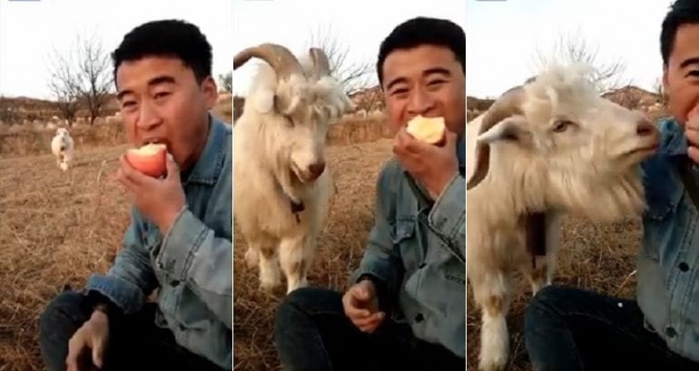 Hungry Goat Spared From Slaughter After Becoming Adorable Celebrity in China