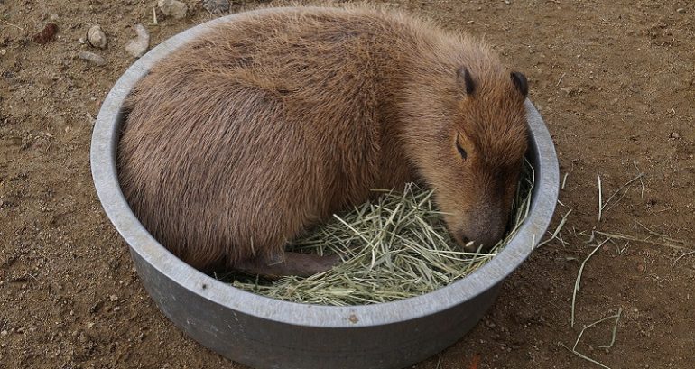 Japanese Zoo Remembers Beloved Capybara Killed in Vicious Fight With Brother