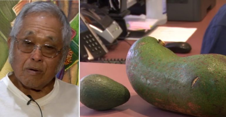 Hawaiian Farmer Grows Record-Breaking 6-Pound Avocados