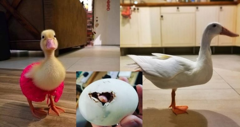 Malaysian Woman Hatches Balut Egg Out of Curiosity, Gets a Beautiful Duck
