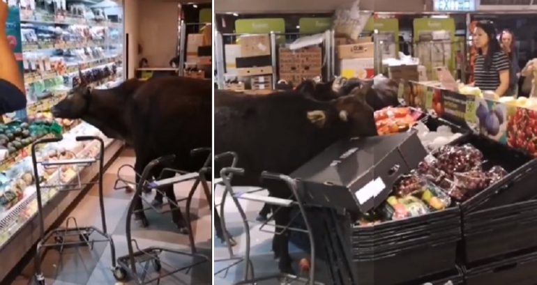 Wild Cows Invade Hong Kong Supermarket to Feast on Fruit