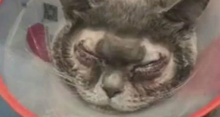 Woman in China Pays $1,500 to Get Double-Eyelid Surgery For Her Cat