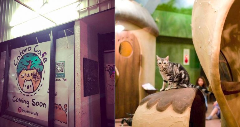 Vancouver is Getting a Cat Cafe Inspired By ‘Totoro’