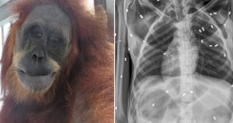 Orangutan in Indonesia Rescued with 74 Air Rifle Pellets in Her Body