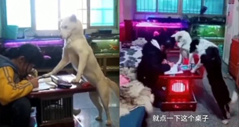 Chinese Dad Trains Dog to Watch His Daughter Do Homework