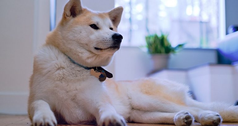 Akita Inu Honored For Being a Good Boy and Saving Elderly Woman During Walk
