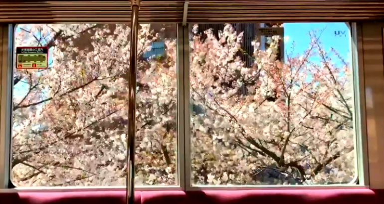 Japanese Train Ride Through Cherry Blossoms Is Something Straight Out of Anime