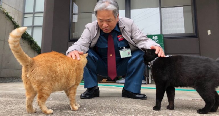 Viral Cats That Always Try to Sneak Into Japanese Museum Now Hate Each Other
