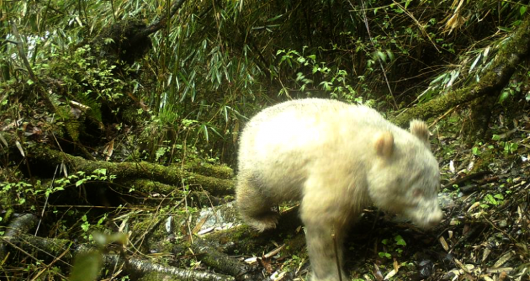 First Albino Panda Spotted in the Wild in China