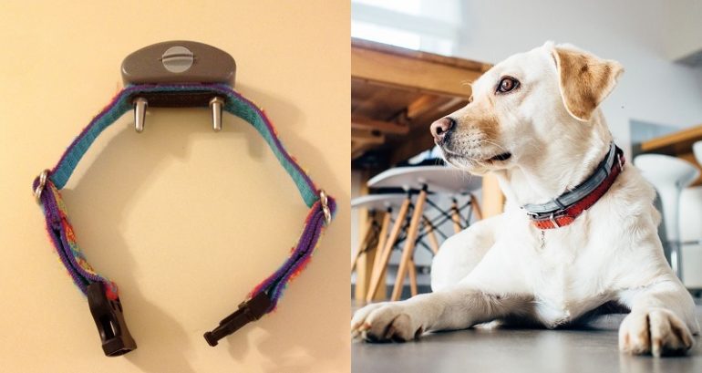 Father in Japan Arrested for Using Dog Shock Collar to Discipline His Children