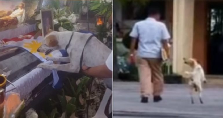 Viral Dog Who Refused to Leave Dead Owner’s Side Dies