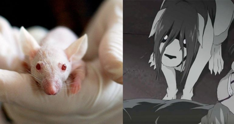 Japan Approves Scientist’s Plan to Create World’s First Human-Animal Hybrids