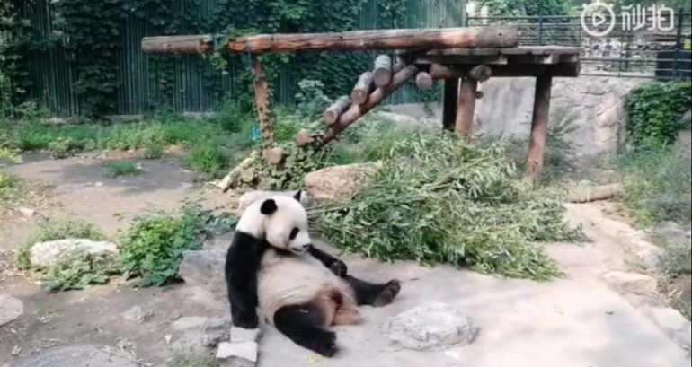 Tourists Throw Rocks at Panda in Beijing Zoo to Wake It Up