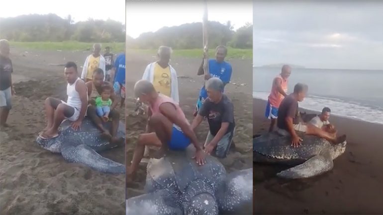Upsetting Footage Shows Indonesian Locals Riding Helpless Sea Turtle 