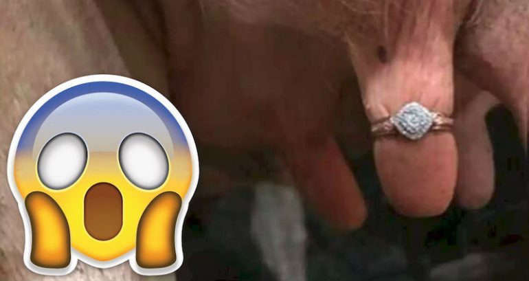 Singaporean Farmer Proposes to Girlfriend By Putting Engagement Ring on Cow’s Teat