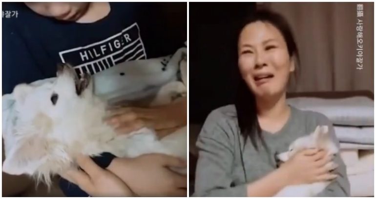 Woman Sings to Her Dog Before It Passes Away in Heartbreaking Viral Video