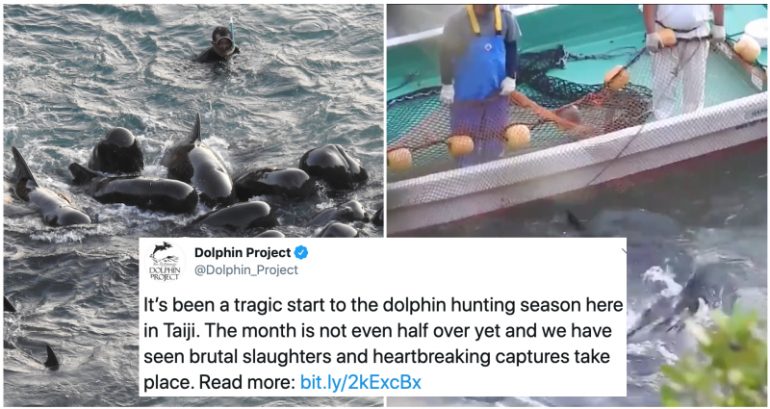 Dolphin Family Huddles Together One Last Time Before Being Slaughtered By Fishermen in Japan