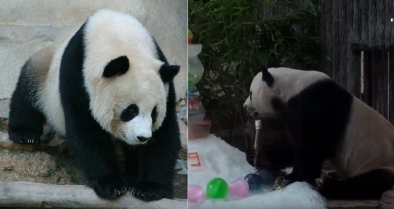 Giant Panda’s Sudden Death in Thai Zoo Sparks Anger in China
