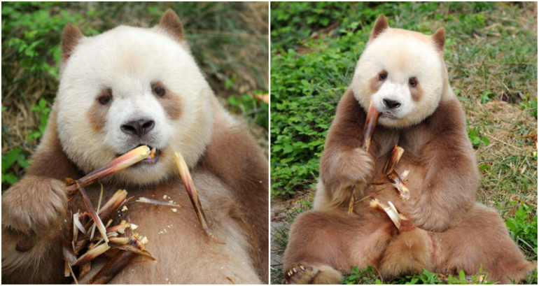 World’s Only Brown Panda Who Was Bullied as a Cub Finally Gets Adopted