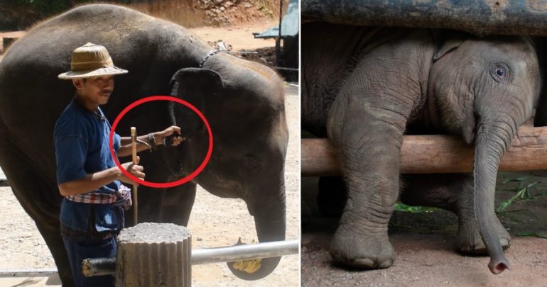 Thai Elephant Nursery Exposed for ‘Breaking’ Baby Elephants for Tourist Attractions