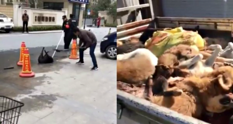 Beijing Police Are Allegedly Euthanizing All Large Dogs After Sudden Ban